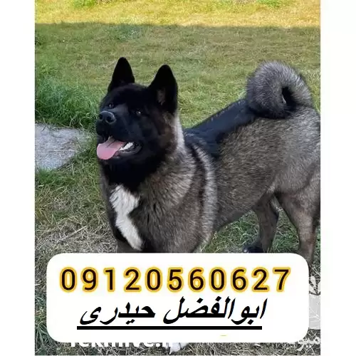 فروش سگ اکیتا امریکایی در کرج در گروه سگ و گربه در یکمیوه -عکس1