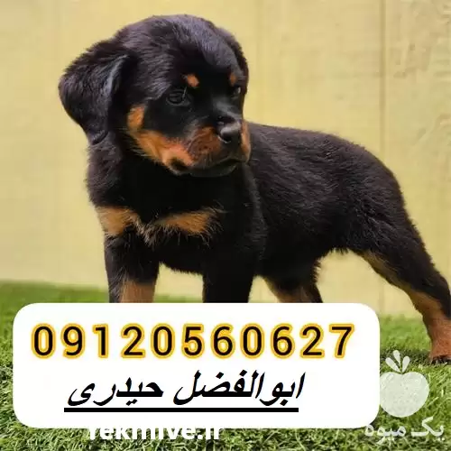 قیمت خرید سگ روتوایلر در گروه سگ و گربه در یکمیوه -عکس1