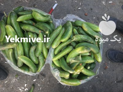 خیار محلی در شیراز در گروه خرید و فروش خیار در یکمیوه -عکس1
