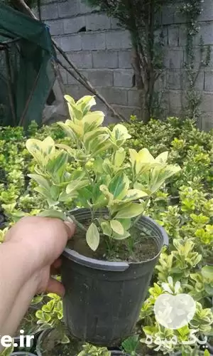 شمشاد طلایی پرتقالی نعنایی ترون در گروه خرید و فروش گیاهان زینتی در یکمیوه -عکس1