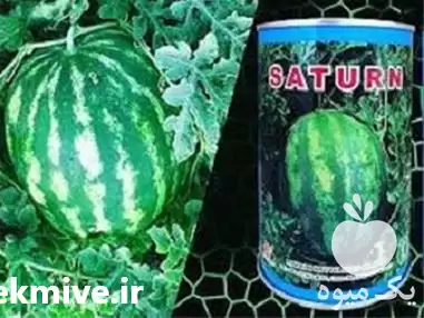 قیمت خرید قیمت بذر هندوانه سوپرساتر در تهران در گروه خرید و فروش بذر هندوانه در یکمیوه -عکس1