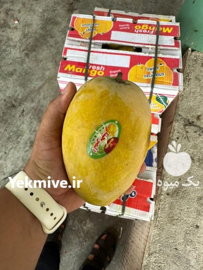 انبه پاکستانی اعلا در بندرعباس در گروه خرید و فروش انبه در یکمیوه -عکس3