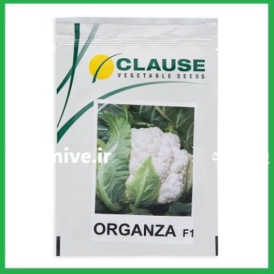 فروش بذر گل کلم هیبرید ارگانزا در شیراز در گروه خرید و فروش بذر صیفی جات در یکمیوه -عکس1