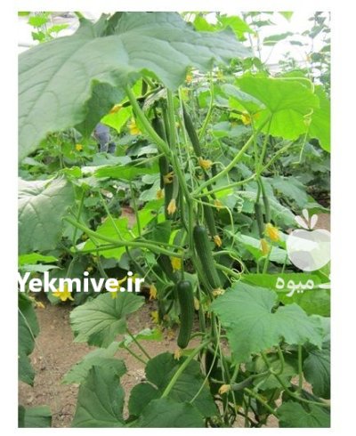 فروش بذر خیار گلخانه ای گوهر در شیراز در گروه خرید و فروش بذر خیار در یکمیوه -عکس2