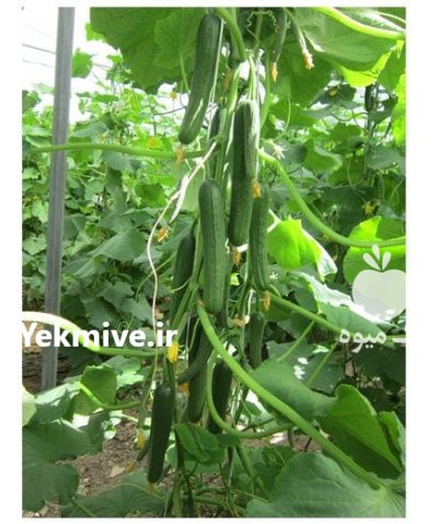 فروش بذر خیار گلخانه ای پاییزه در شیراز در گروه خرید و فروش بذر خیار در یکمیوه -عکس1
