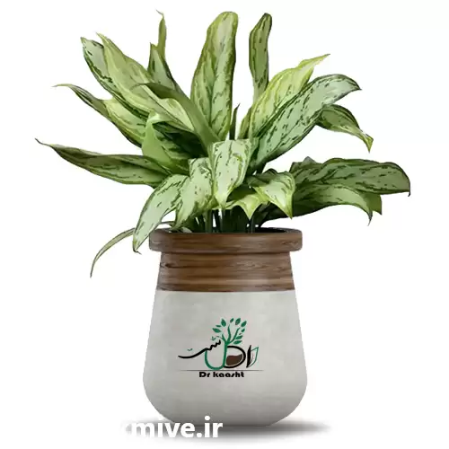 قیمت خرید عمده گیاه آگلونما در تبریز در گروه خرید و فروش گیاهان زینتی در یکمیوه -عکس1