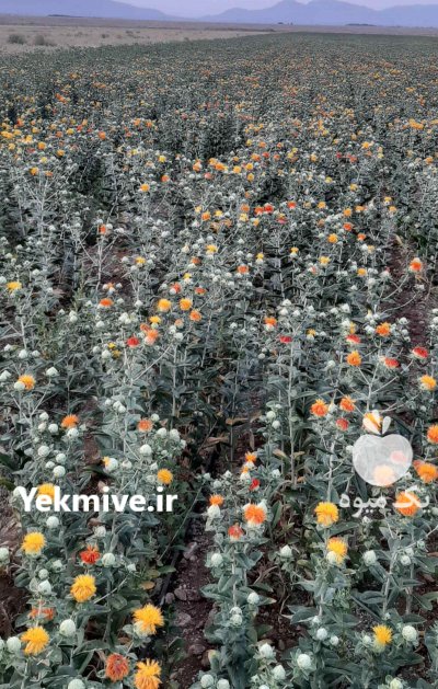 فروش گلرنگ در زرین شهر در گروه خرید و فروش گیاهان صنعتی در یکمیوه -عکس2