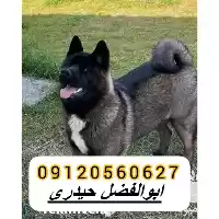 فروش سگ اکیتا امریکایی در کرج در گروه سگ و گربه در یکمیوه