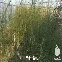فروش درختچه زینتی در رشت در گروه خرید و فروش گیاهان زینتی در یکمیوه