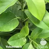 قیمت خرید نهال آووکادو زتانو پیوندی