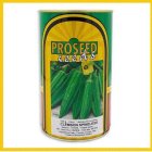 فروش بذر بامیه پروسید بذر در شیراز در گروه خرید و فروش بذر بامیه در یکمیوه