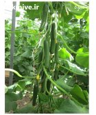 فروش بذر خیار گلخانه ای پاییزه در شیراز در گروه خرید و فروش بذر خیار در یکمیوه