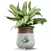 قیمت خرید عمده گیاه آگلونما در تبریز در گروه خرید و فروش گیاهان زینتی در یکمیوه