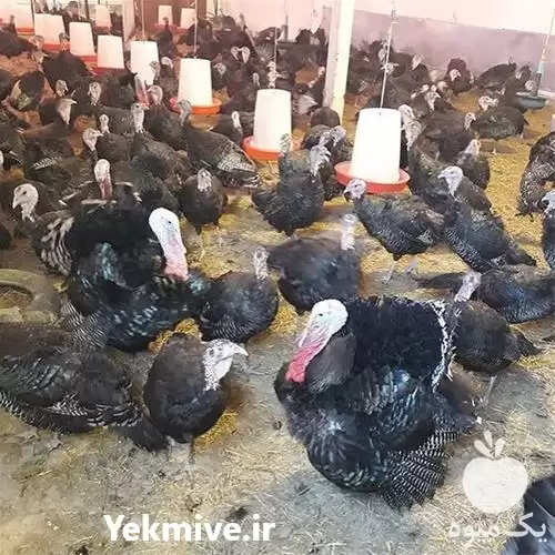 قیمت خرید تخم نطفه دار بوقلمون در اهواز در گروه انواع تخم ها در یکمیوه -عکس1