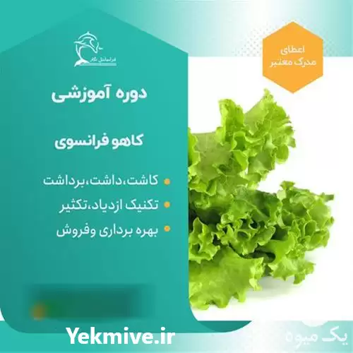 دوره آموزشی کاشت کاهو فرانسوی در تهران در گروه دوره آموزش کشاورزی در یکمیوه -عکس1