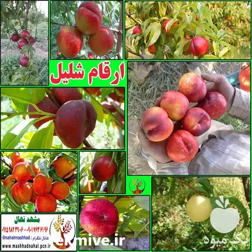 فروش ارقام مختلف شلیل در مشهد در گروه خرید و فروش نهال میوه در یکمیوه -عکس1