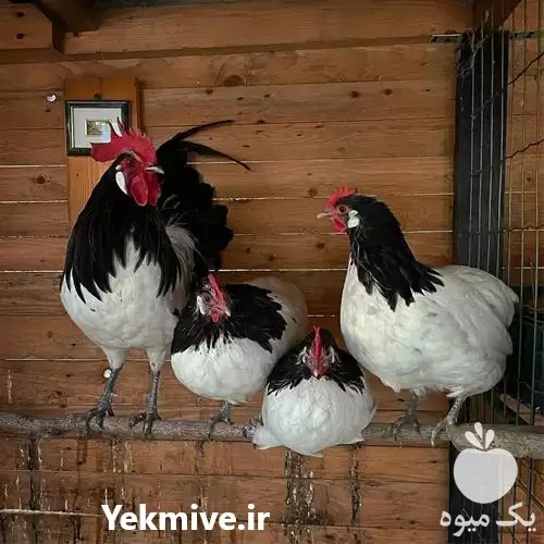 فروش تخم نطفه دار مرغ در گروه انواع تخم ها در یکمیوه -عکس1