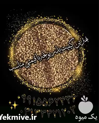 قیمت خرید بذر یونجه درجه یک در کرمان  در گروه خرید و فروش بذر یونجه در یکمیوه -عکس1