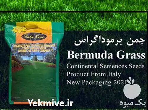فروش خرید بذر چمن آفریقایی برموداگراس در یزد در گروه خرید و فروش بذر چمن در یکمیوه -عکس1