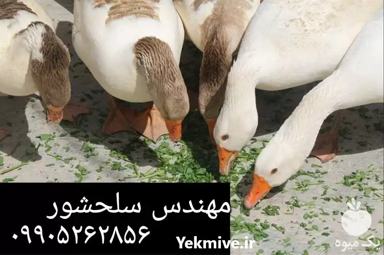 قیمت خرید تخم غاز در شیراز در گروه انواع تخم ها در یکمیوه -عکس1