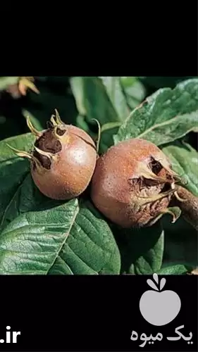 فروش نهال کندس ازگیل جنگلی درشت در ساری در گروه خرید و فروش نهال در یکمیوه -عکس1