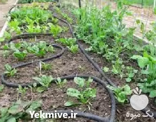 فروش تجهیزات آبیاری قطره ای در سنندج در گروه خرید و فروش دستگاه آبیاری در یکمیوه -عکس1