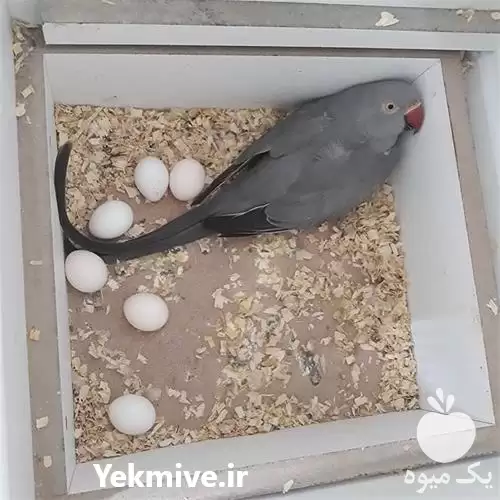 فروش تخم نطفه دار آرا کاسکو در اهواز در گروه انواع تخم ها در یکمیوه -عکس1