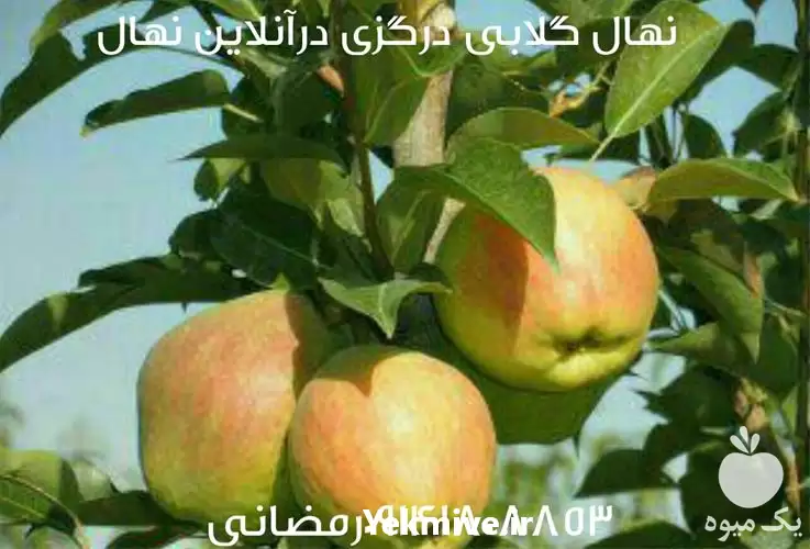 فروش نهال گلابی درگزی درآنلاین نهال در ارومیه در گروه خرید و فروش نهال گلابی در یکمیوه -عکس1