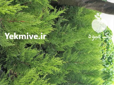 گل گیاه بیرونی لاوسون سطل چهار در ساری در گروه خرید و فروش گیاهان زینتی در یکمیوه -عکس1