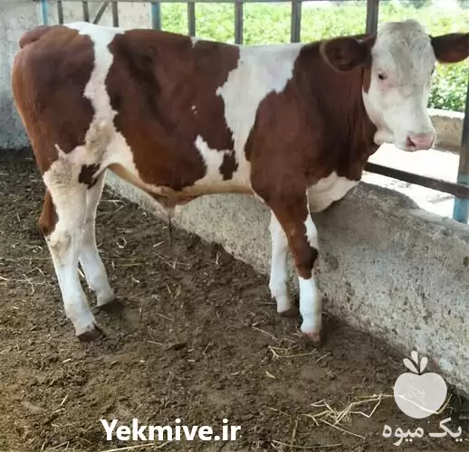 فروش سیمینتال اصیل قرمز ماده 20 در ارومیه در گروه گاو و گوسفند و میش و بز کهره گوساله در یکمیوه -عکس1