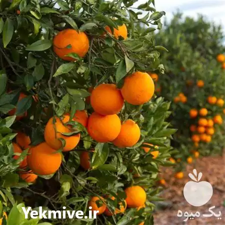 فروش نهال پرتقال والنسیا تابستونه در گروه خرید و فروش نهال پرتقال در یکمیوه -عکس1