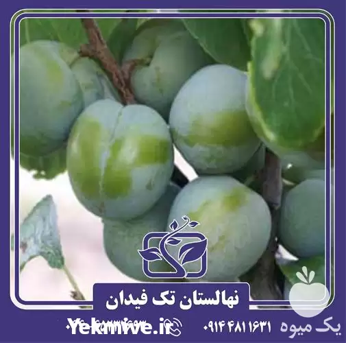 فروش خرید قیمت نهال آلوچه رین در ارومیه در گروه فرآورده های آلو و آلوچه در یکمیوه -عکس1