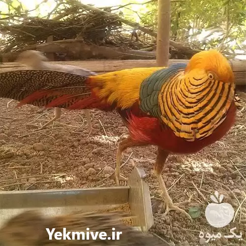 فروش تخم قرقاول نطفه دار در همدان در گروه انواع تخم ها در یکمیوه -عکس1