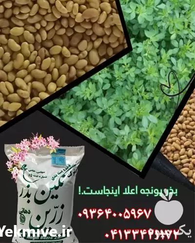 قیمت خرید بذر یونجه در زنجان در گروه خرید و فروش بذر یونجه در یکمیوه -عکس1