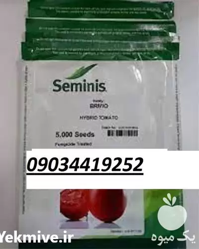 مرکز فروش بذر گوجه فرنگی راک در گرگان در گروه خرید و فروش بذر گوجه در یکمیوه -عکس1