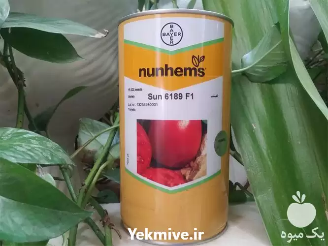 بذر گوجه فرنگی سانسید فروش در قزوین در گروه خرید و فروش بذر گوجه در یکمیوه -عکس1