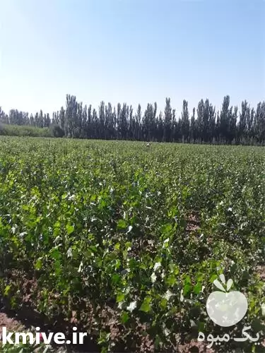 فروش درخت صنوبر ارسال به سراسر در کرج در گروه خرید و فروش نهال صنوبر در یکمیوه -عکس1