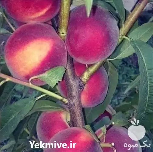 فروش تولید عمده نهال هلو پر در ارومیه در گروه خرید و فروش نهال میوه در یکمیوه -عکس1