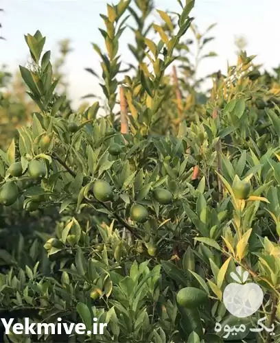 قیمت خرید نهال لیمو ترش لایم در گروه خرید و فروش نهال لیمو ترش در یکمیوه -عکس1