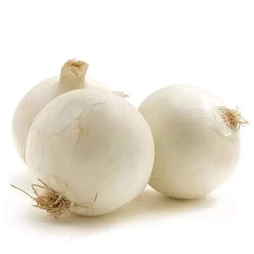 قیمت خرید بذر پیاز سپیدان محصول در گروه خرید و فروش بذر پیاز در یکمیوه -عکس1