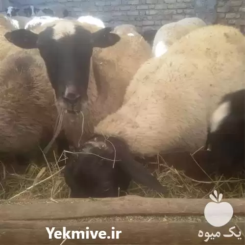 قیمت خرید خوراک داشتی در اصفهان در گروه خوراک دام و طیور در یکمیوه -عکس1