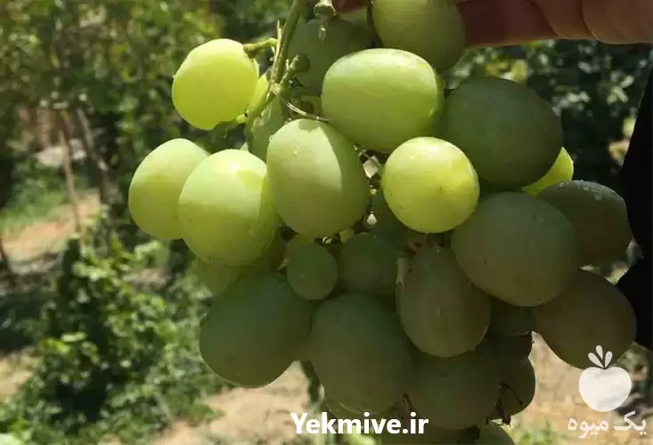 فروش نهال انگور وایت گلوب در رشت در گروه خرید و فروش نهال انگور در یکمیوه -عکس1