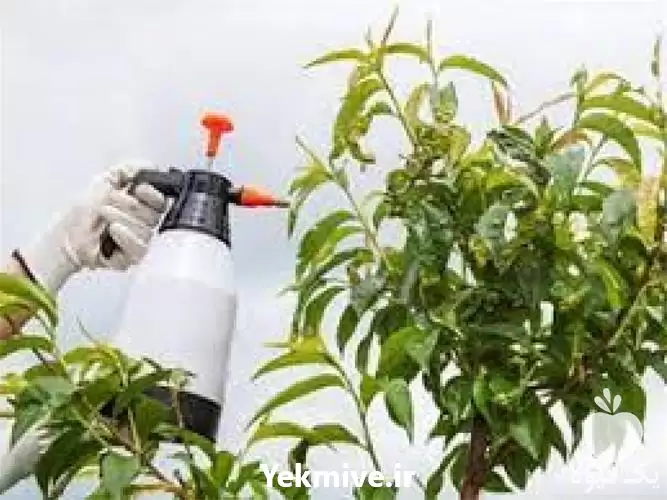 فروش سم قارچکش در انواع مختلف در گروه خرید و فروش انواع سم در یکمیوه -عکس1