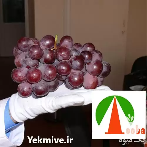 فروش نهال انگور رد گلوب redglobe در گروه خرید و فروش نهال انگور در یکمیوه -عکس1
