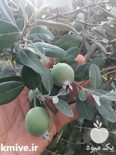 قیمت خرید درخت سه ساله فیجوا در ساری در گروه خرید و فروش نهال در یکمیوه -عکس1