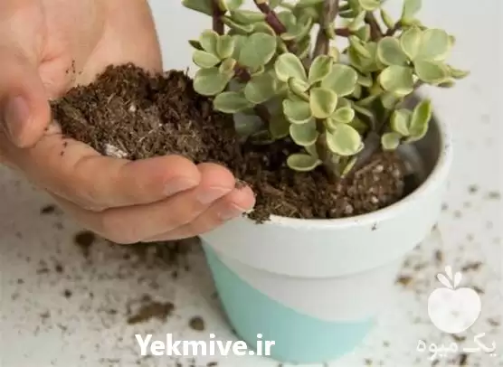 فروش عمده خاک گلدان در کرج در گروه انواع محصولات خاک و تغذیه در یکمیوه -عکس1