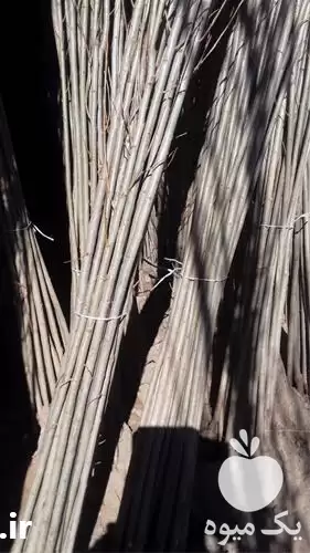 پیش فروش نهال صنوبر تبریزی ترک در تهران در گروه خرید و فروش نهال صنوبر در یکمیوه -عکس1