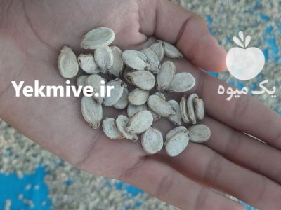 تخم هندوانه آجیلی درشت درجه یک در گروه خرید و فروش آجیل در یکمیوه -عکس1