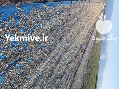 تخم هندوانه آجیلی درشت درجه یک در گروه خرید و فروش آجیل در یکمیوه -عکس2