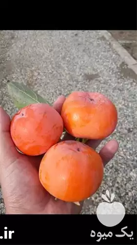 قیمت خرید ارائه درخت خرمالو گوجه در گروه خرید و فروش نهال خرمالو در یکمیوه -عکس1